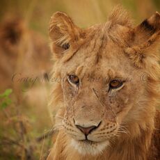 African Lion (Panthera leo nubica), Serengeti NP, Tanzania