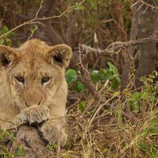 African Lion (Panthera leo nubica), Serengeti NP, Tanzania