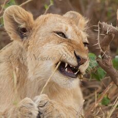 African Lion (Panthera leo nubica), Serengeti NP, Tanzania