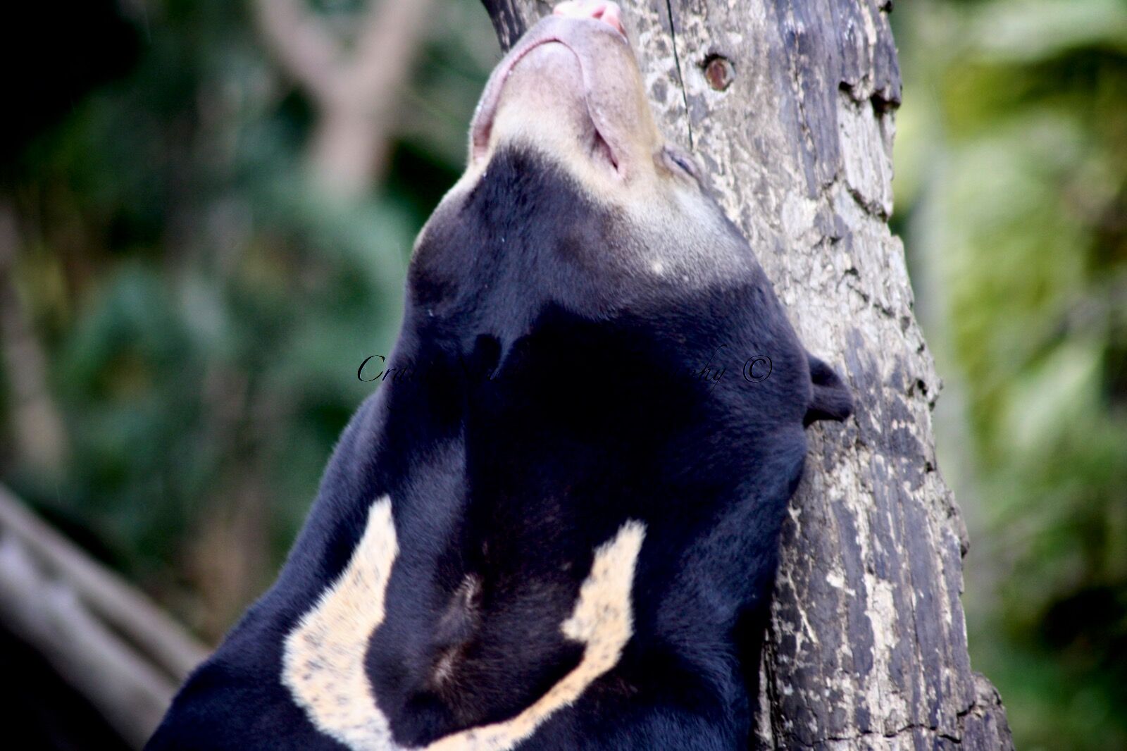 Sun Bear (Helarctos malayanus), Captive