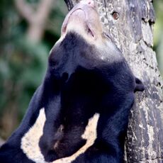Sun Bear (Helarctos malayanus), Captive