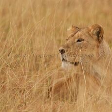 African Lion (Panthera leo nubica), Ngorongoro Conservation Area, Tanzania