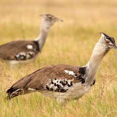 Kori Bustard (Ardeotis kori), Ngorongoro Conservation Area, Tanzania