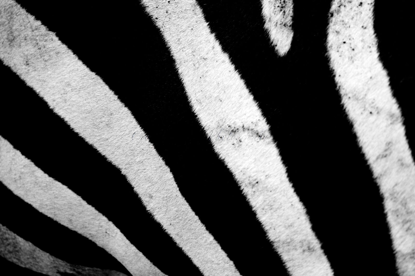 Burchell's Zebra (Equus quagga burchellii), Ngorongoro Conservation Area, Tanzania