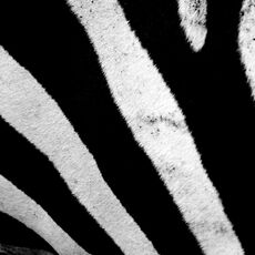 Burchell's Zebra (Equus quagga burchellii), Ngorongoro Conservation Area, Tanzania