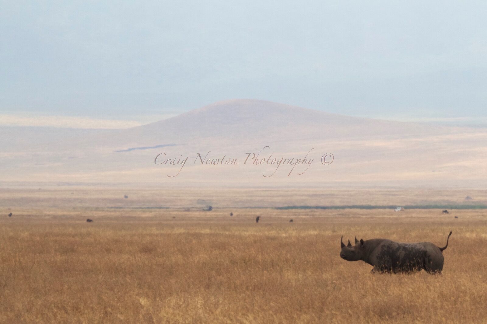 South-central Black Rhinoceros (Diceros bicornis minor), Ngorongoro Conservation Area, Tanzania