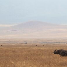 South-central Black Rhinoceros (Diceros bicornis minor), Ngorongoro Conservation Area, Tanzania