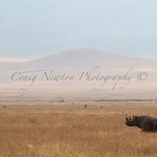 South-central Black Rhinoceros (Diceros bicornis minor), Ngorongoro Conservation Area, Tanzania