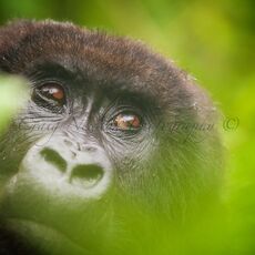 Mountain Gorilla (Gorilla beringei beringei), Volcanoes NP, Rwanda