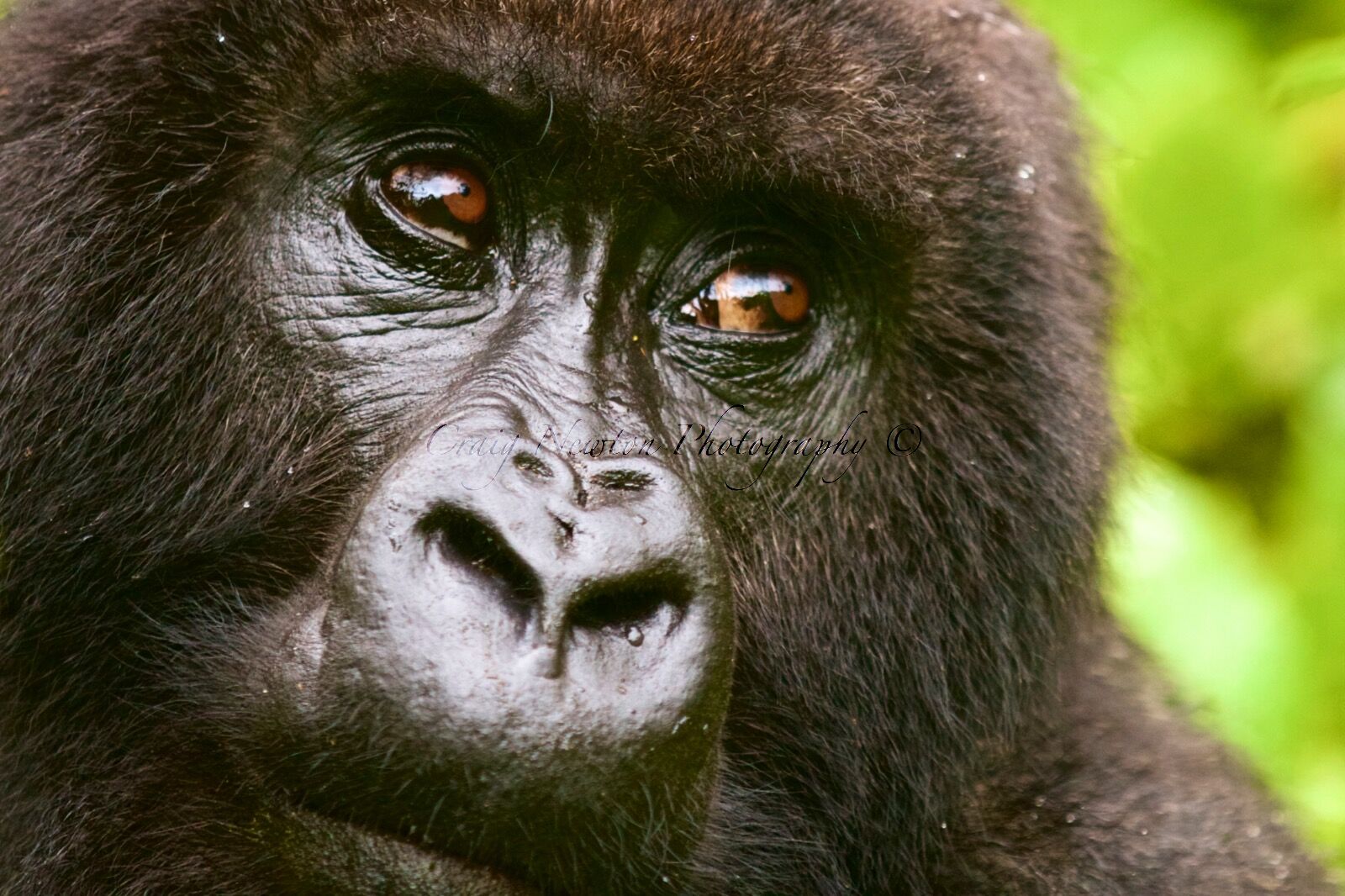 Mountain gorilla (Gorilla beringei beringei), Volcanoes NP, Rwanda