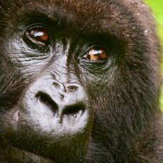 Mountain gorilla (Gorilla beringei beringei), Volcanoes NP, Rwanda