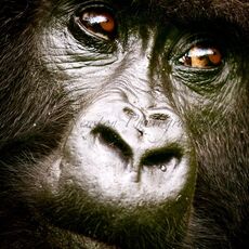 Mountain Gorilla (Gorilla beringei beringei), Volcanoes NP, Rwanda