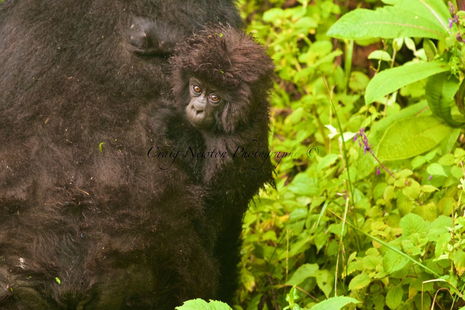 Mountain gorilla (Gorilla beringei beringei), Volcanoes NP, Rwanda