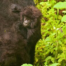 Mountain gorilla (Gorilla beringei beringei), Volcanoes NP, Rwanda
