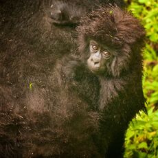 Mountain Gorilla (Gorilla beringei beringei), Volcanoes NP, Rwanda