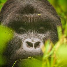 Mountain Gorilla (Gorilla beringei beringei), Volcanoes NP, Rwanda