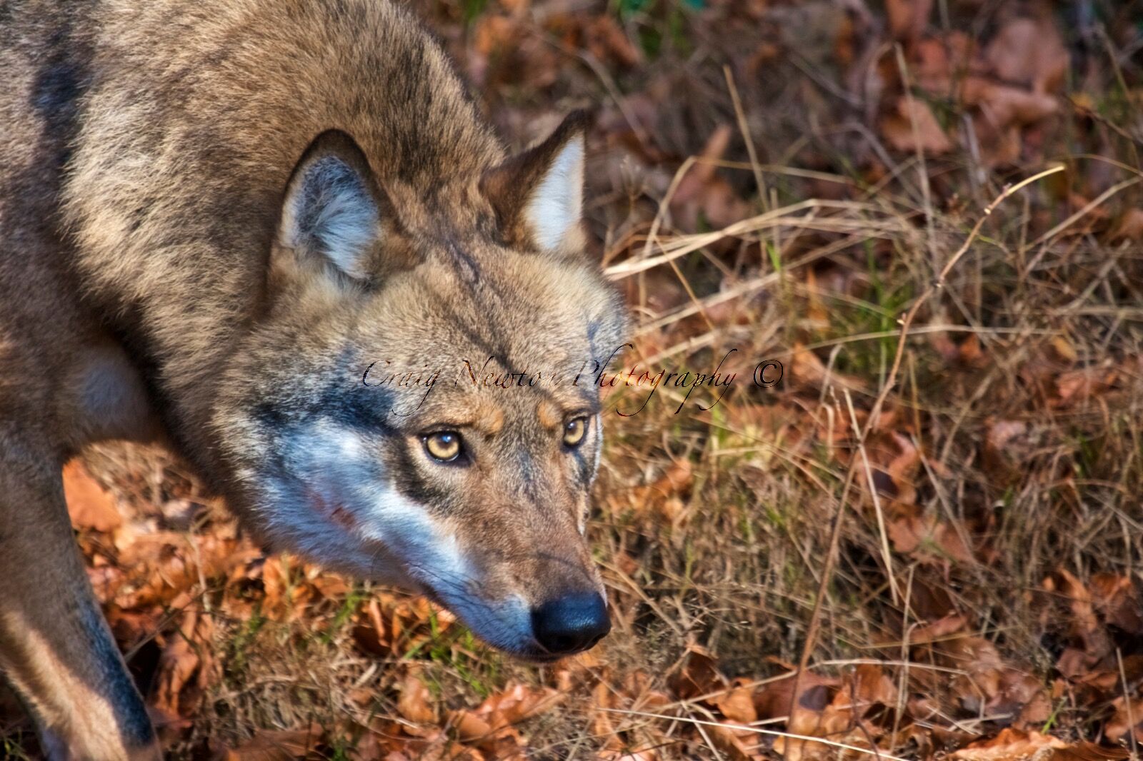 Eurasian Wolf (Canis lupus lupus), Bavarian Forest NP, Germany