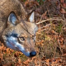 Eurasian Wolf (Canis lupus lupus), Bavarian Forest NP, Germany