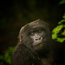 Mountain Gorilla (Gorilla beringei beringei), Volcanoes NP, Rwanda