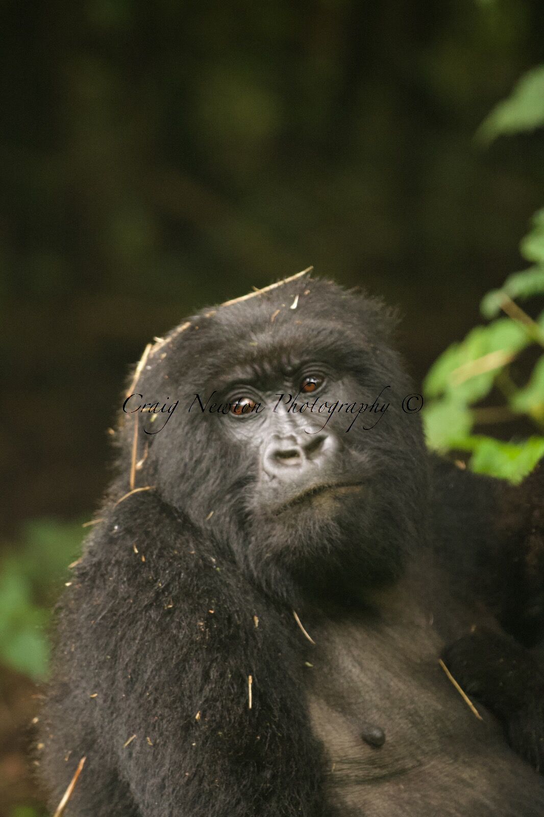 Mountain Gorilla (Gorilla beringei beringei), Volcanoes NP, Rwanda