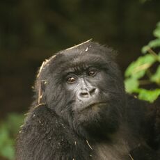 Mountain Gorilla (Gorilla beringei beringei), Volcanoes NP, Rwanda