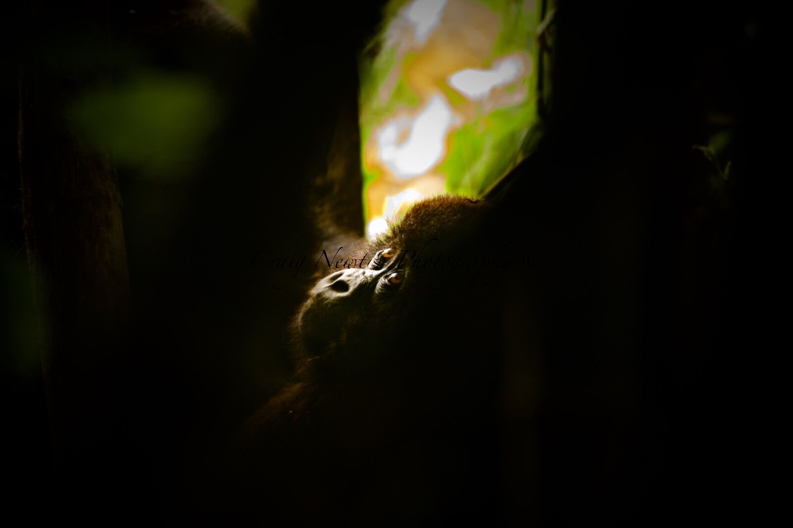 Mountain gorilla (Gorilla beringei beringei), Volcanoes NP, Rwanda
