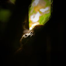 Mountain gorilla (Gorilla beringei beringei), Volcanoes NP, Rwanda