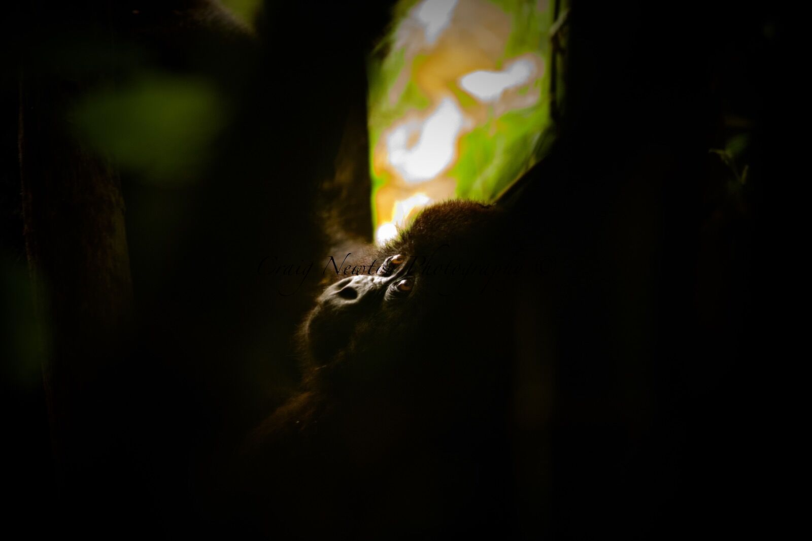 Mountain Gorilla (Gorilla beringei beringei), Volcanoes NP, Rwanda