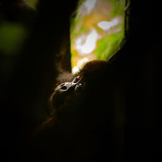 Mountain Gorilla (Gorilla beringei beringei), Volcanoes NP, Rwanda