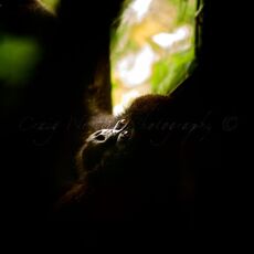 Mountain Gorilla (Gorilla beringei beringei), Volcanoes NP, Rwanda