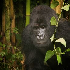 Mountain Gorilla (Gorilla beringei beringei), Volcanoes NP, Rwanda