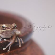 Sumatran Torrent Frog (Wijayarana sumatrana), Bukit Lawang, Sumatra, Indonesia