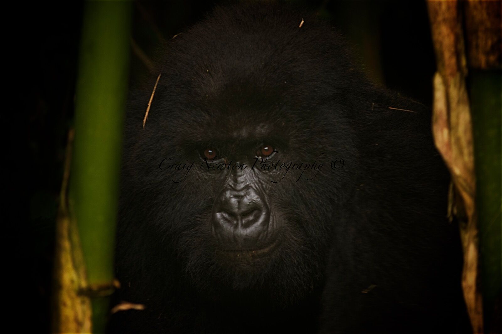 Mountain gorilla (Gorilla beringei beringei), Volcanoes NP, Rwanda
