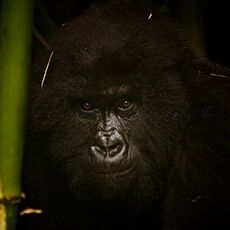 Mountain Gorilla (Gorilla beringei beringei), Volcanoes NP, Rwanda