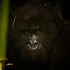 Mountain Gorilla (Gorilla beringei beringei), Volcanoes NP, Rwanda