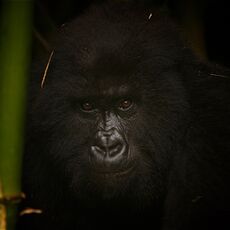 Mountain gorilla (Gorilla beringei beringei), Volcanoes NP, Rwanda