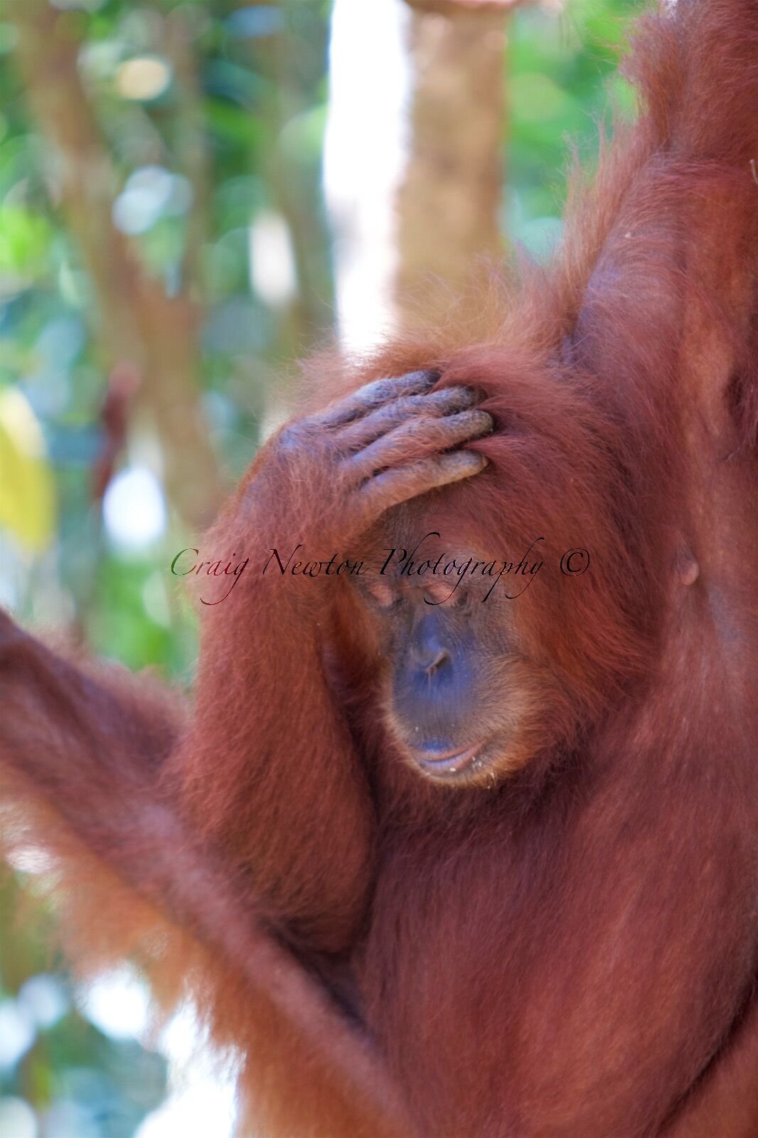 Sumatran Orangutan (Pongo abelii), Gunung Leuser NP, Sumatra, Indonesia