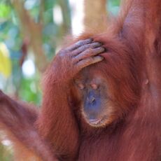 Sumatran Orangutan (Pongo abelii), Gunung Leuser NP, Sumatra, Indonesia