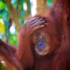 Sumatran Orangutan (Pongo abelii), Gunung Leuser NP, Sumatra, Indonesia