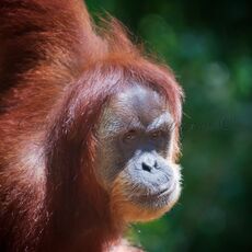 Sumatran Orangutan (Pongo abelii), Gunung Leuser NP, Sumatra, Indonesia
