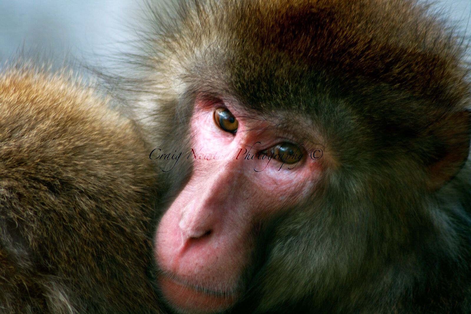 Japanese Macaque (Macaca fuscata), Captive