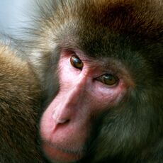Japanese Macaque (Macaca fuscata), Captive