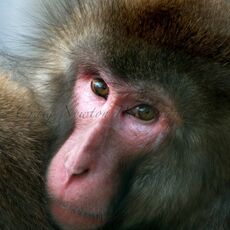 Japanese Macaque (Macaca fuscata), Captive