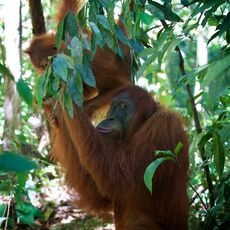 Sumatran Orangutan (Pongo abelii), Gunung Leuser NP, Sumatra, Indonesia