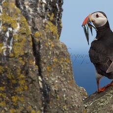 Atlantic Puffin (Fratercula arctica), Isle of May, Scotland