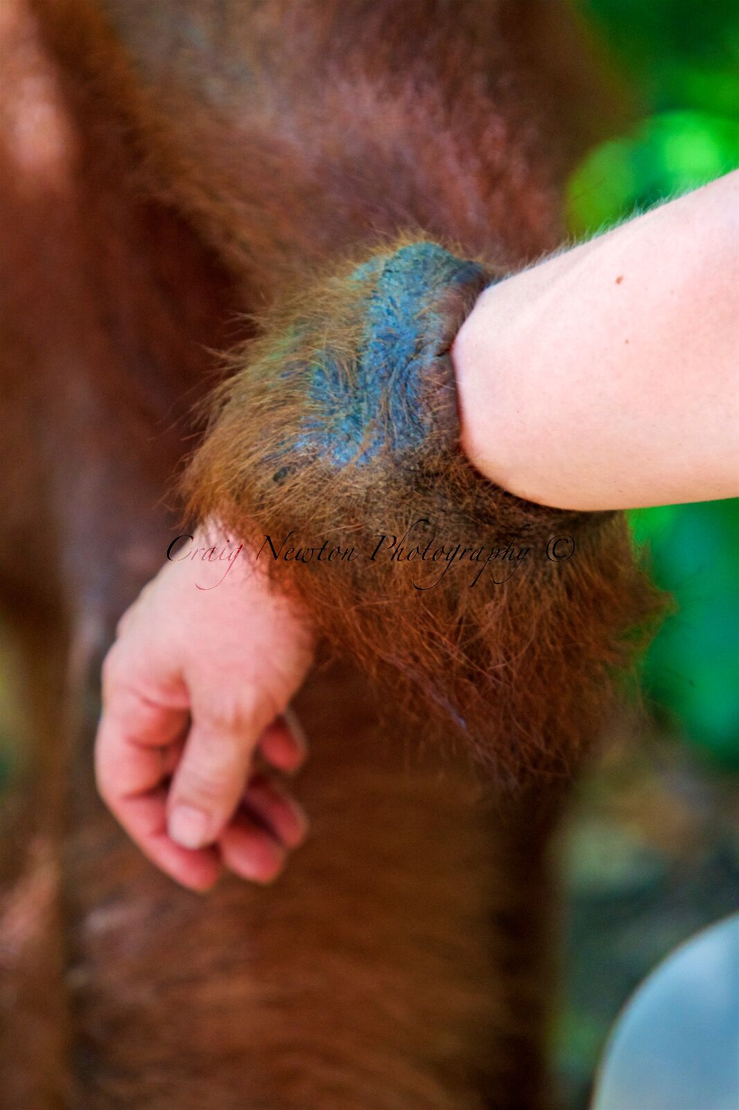 Sumatran Orangutan (Pongo abelii), Gunung Leuser NP, Indonesia