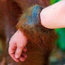 Sumatran Orangutan (Pongo abelii), Gunung Leuser NP, Indonesia