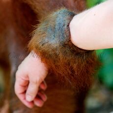Sumatran Orangutan (Pongo abelii), Gunung Leuser NP, Indonesia