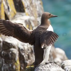 Common Guillemot (Uria aalge), Isle of May, Scotland