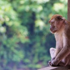 Crab-eating Macaque (Macaca fascicularis), Bukit Lawang, Sumatra, Indonesia